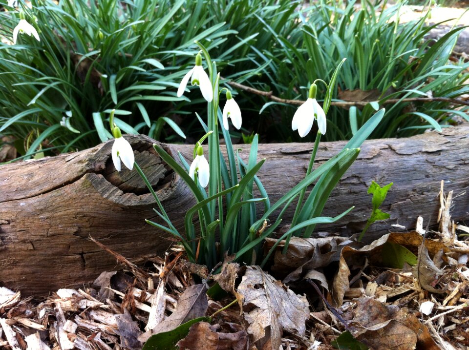 Woodland spring crocus