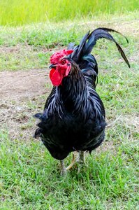 Rooster farm animal