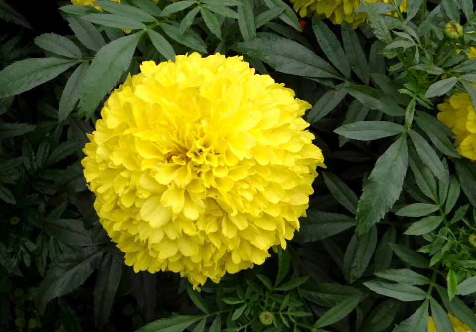 Genda jhenduphool gondephool