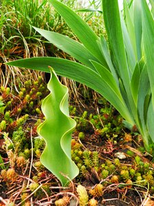 Tulip nervous plant