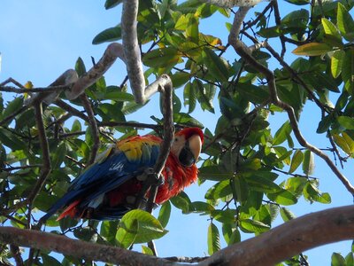 Ave cauca popayan photo