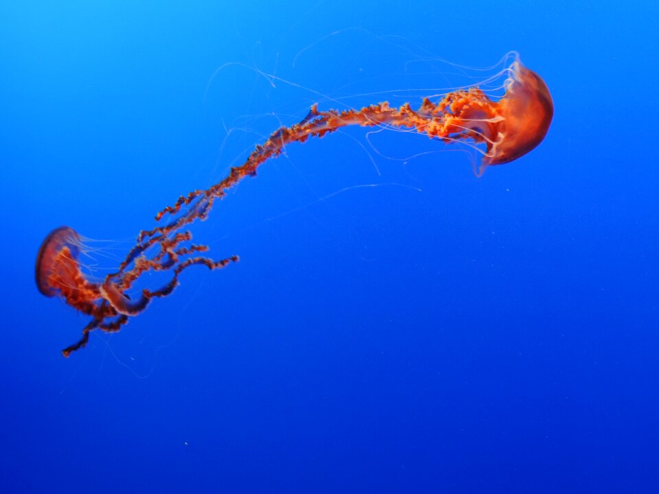 Sea blue red