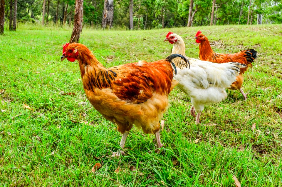 Grass bird hen photo