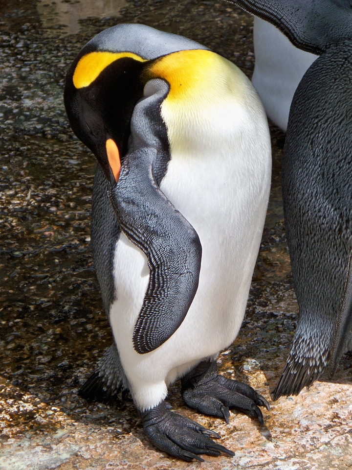 Bird penguin tired
