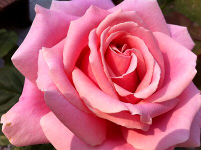 Bloom beautiful rose bloom