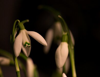 Macro white flowers spring