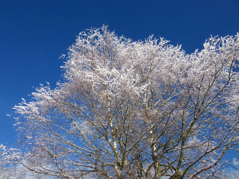 Frost cold nature