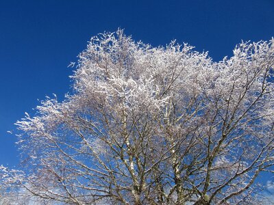 Frost cold nature photo