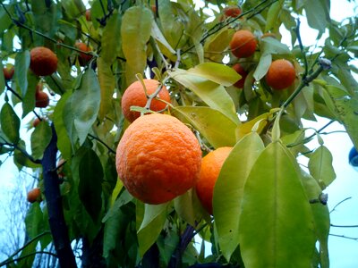 Naranjo tree nature