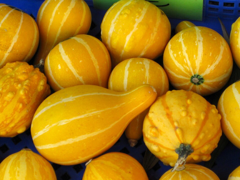Yellow vegetable