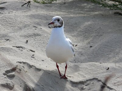 Animal wildlife mew-gull photo