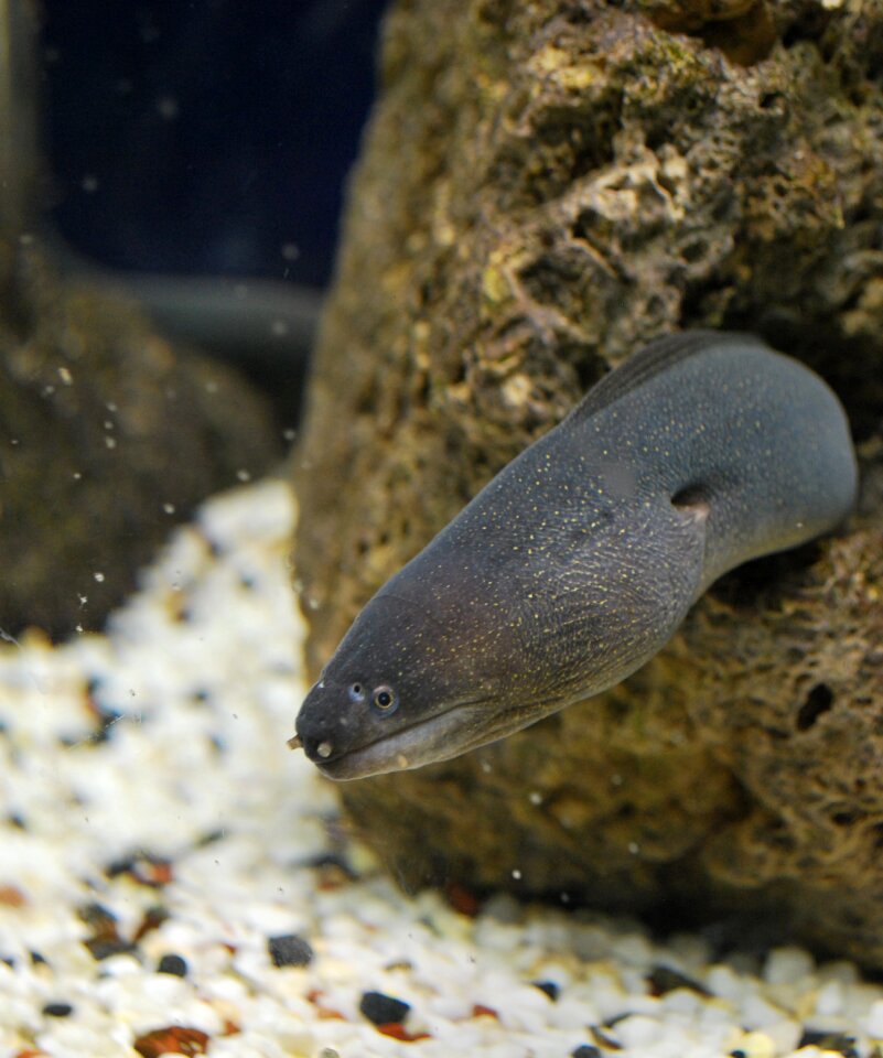 Dangerous eel moray