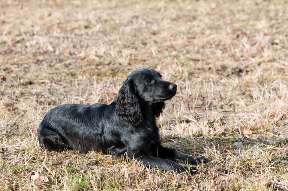 Spaniel sweet relaxed dog