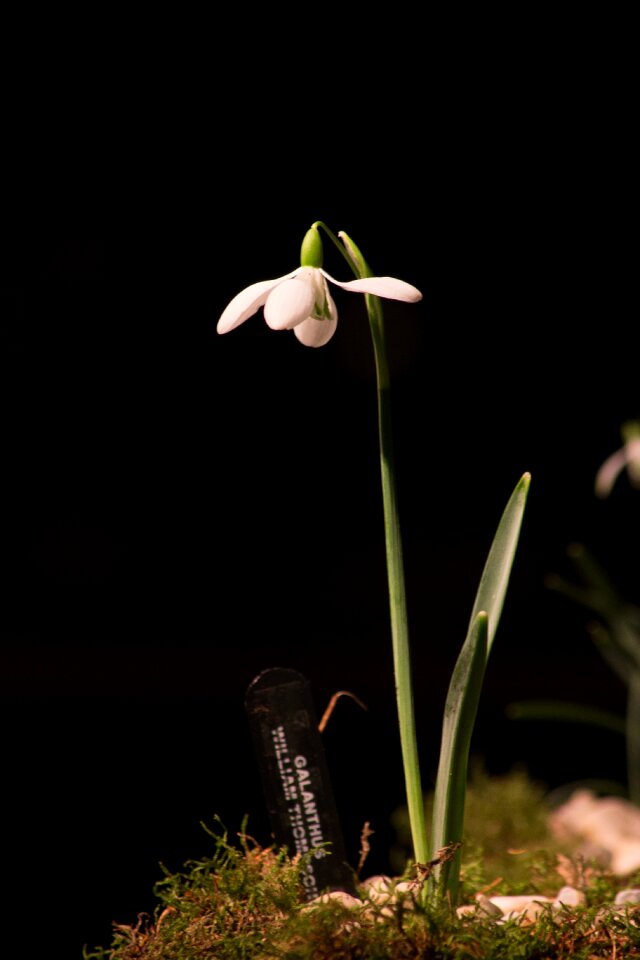 Macro white flowers spring