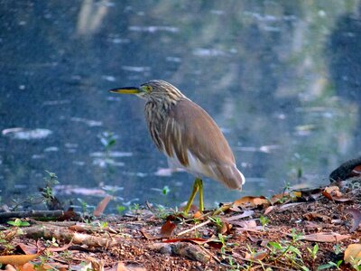 Aves fauna wetland photo