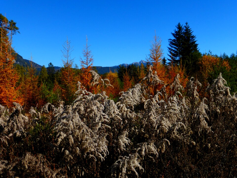 Forest floor fall foliage golden autumn