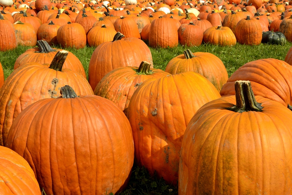 Squash october thanksgiving