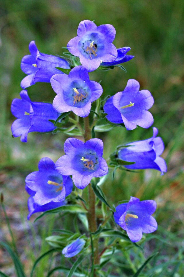 Bellflower flowers field photo