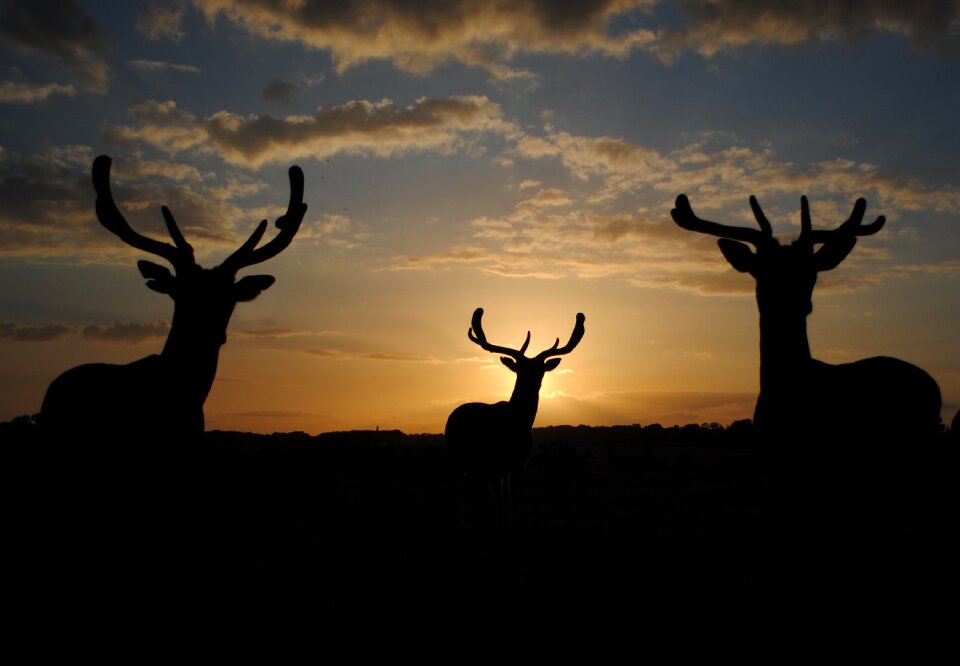 Sunset fallow fauna