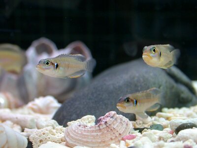 Fish tank shell aquarium photo