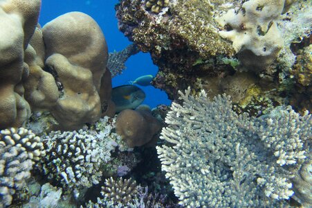 Scuba diving fish exotic