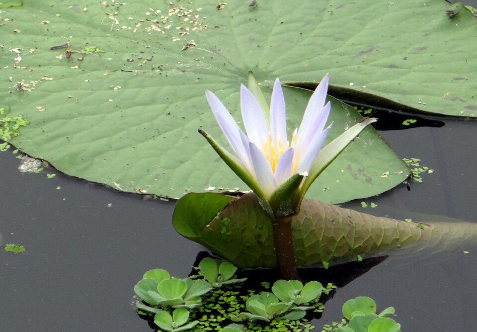 Flower bloom aquatic