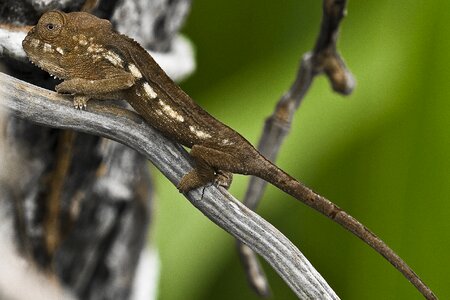 Meeting chameleon endemic