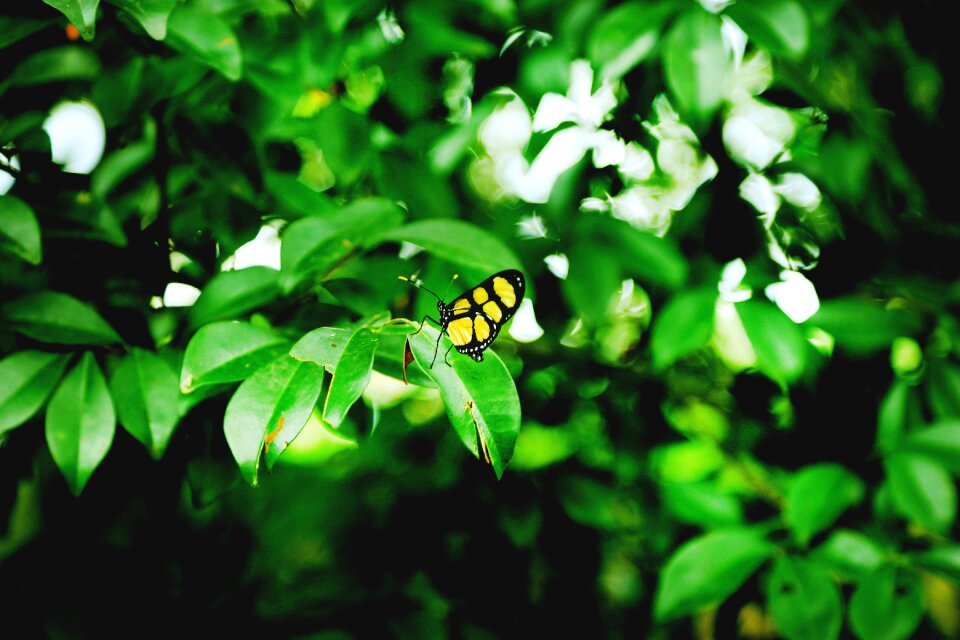 Butterfly green nature