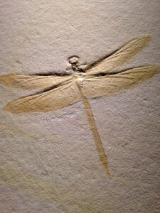 Dragonfly petroglyph insect