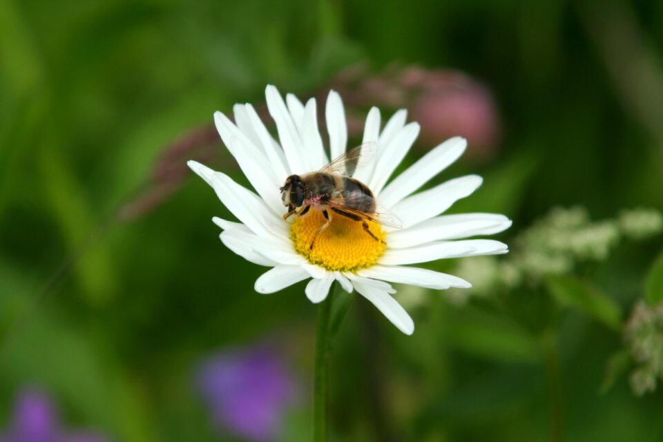 Nature insect macro