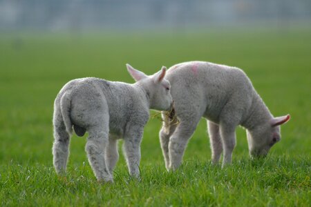 Animal spring farming