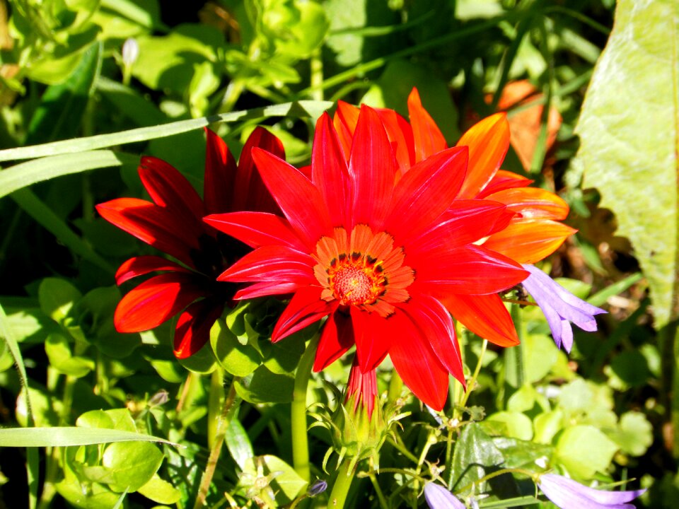 Flower summer gerbera