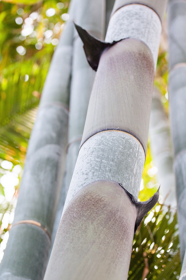 Rough giant bamboo dendrocalamus aper myanmar