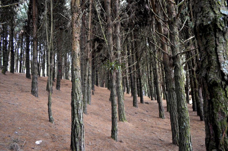 Forest trees evergreen