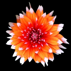 Asteraceae petal garden