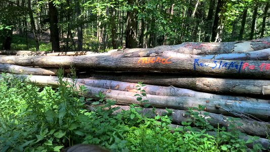 Wood forest summer