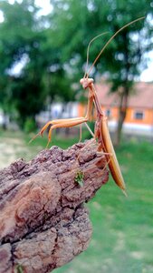 Mantis insect mantis religiosa photo