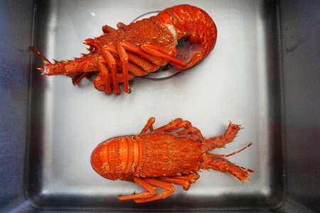 Shellfish seafood claw