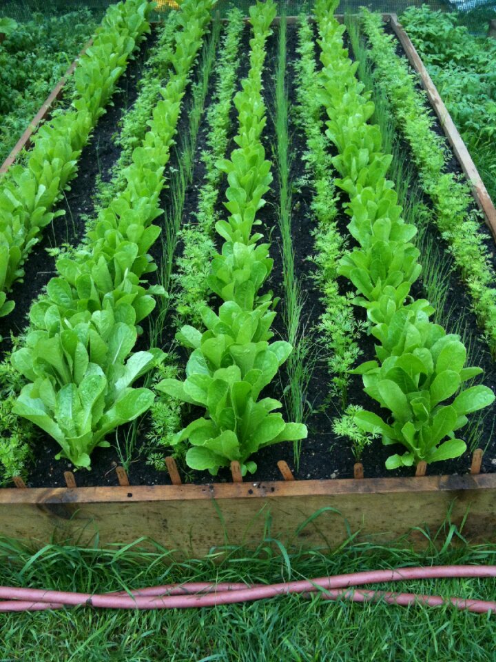 Gardening food healthy