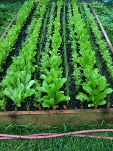 Gardening food healthy