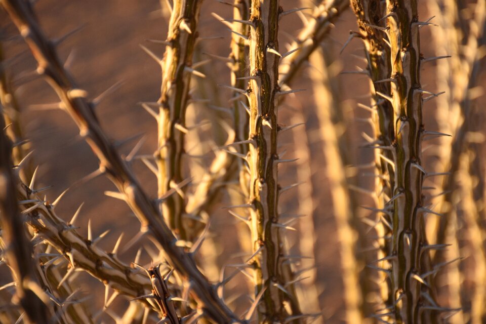 Dry cactus nature photo