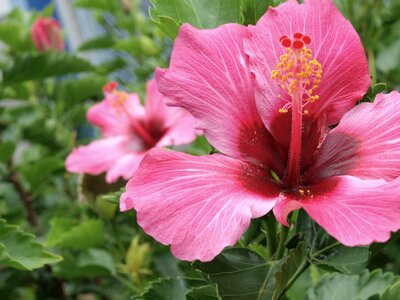 Floral delicate flower nature
