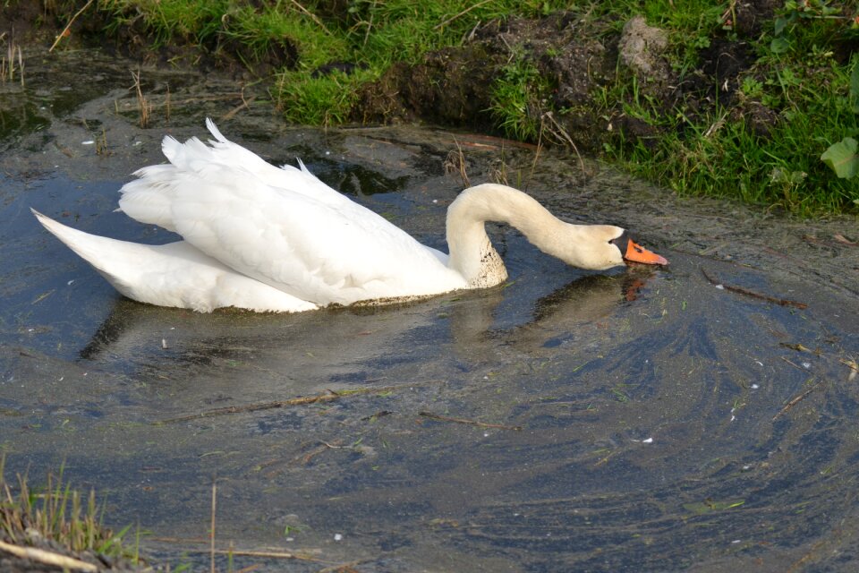 Swimming wildlife bird