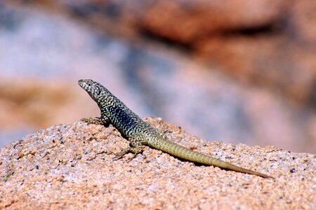 Valley cochiguaz lizard