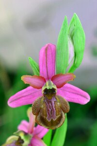 Ophrys of aveyron flowers field
