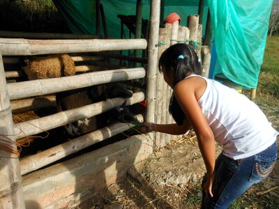 Field love animals happy children photo