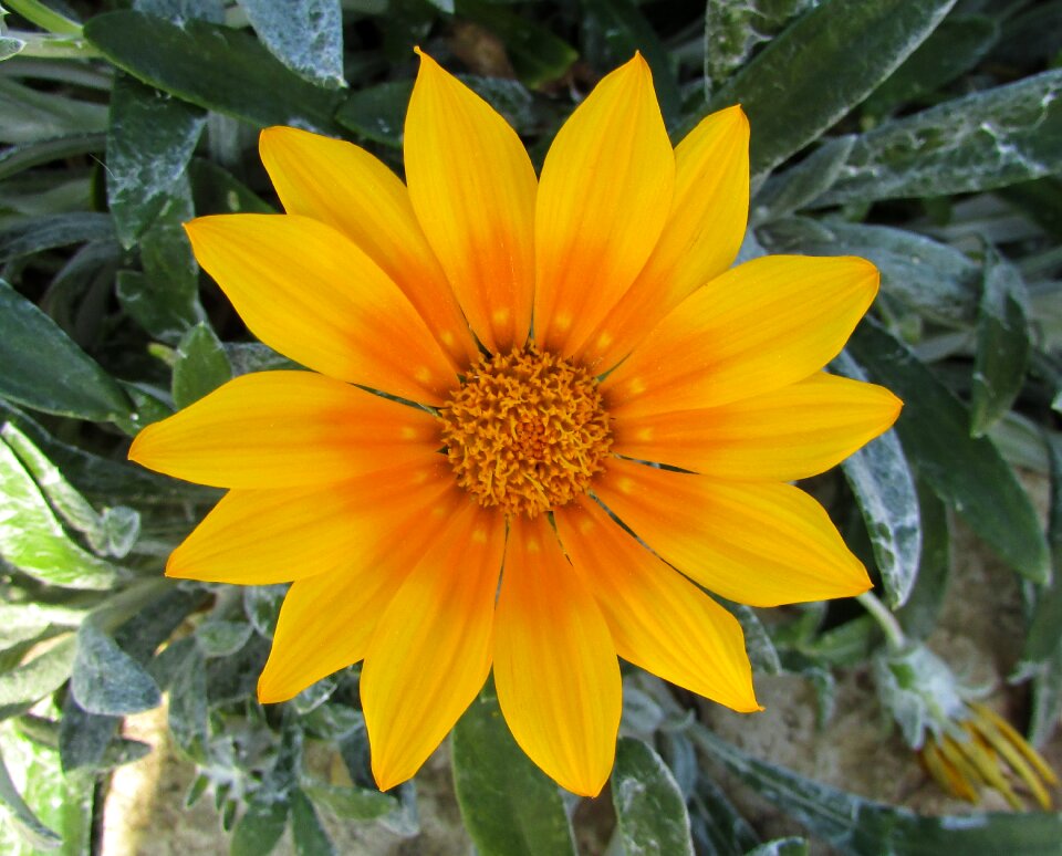 Yellow nature spring