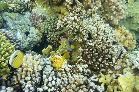 Scuba diving fish exotic