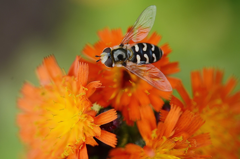 White floristry wasp