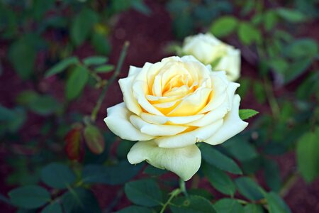 Garden rose